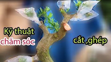 Hướng Dẫn Kỹ Thuật Ghép Tùng - Part 1 | Bonsai Sài gòn