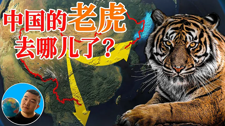 中国的老虎都去哪儿了？百兽之王的最终归宿！【地图奇遇记】 - 天天要闻