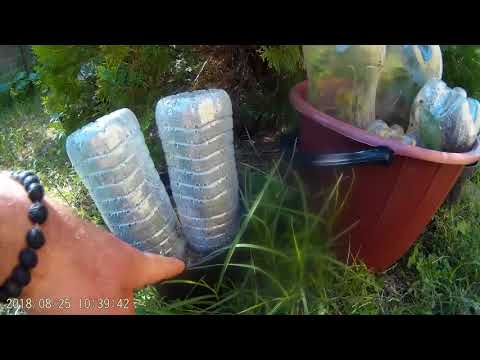 როგორ დავკალმოთ სასურველი ვარდი...vardis gamravleba-dakalmva..