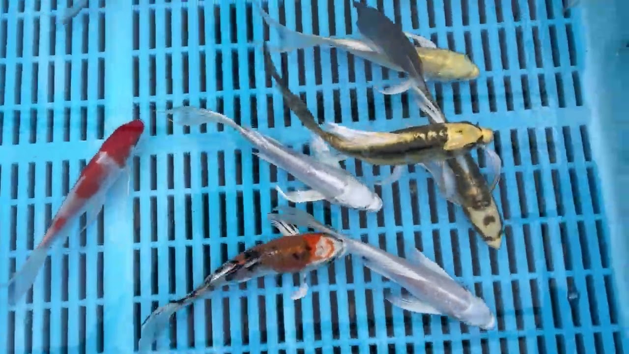 6-7" Premium Grade Butterfly Koi from Blue Ridge Koi