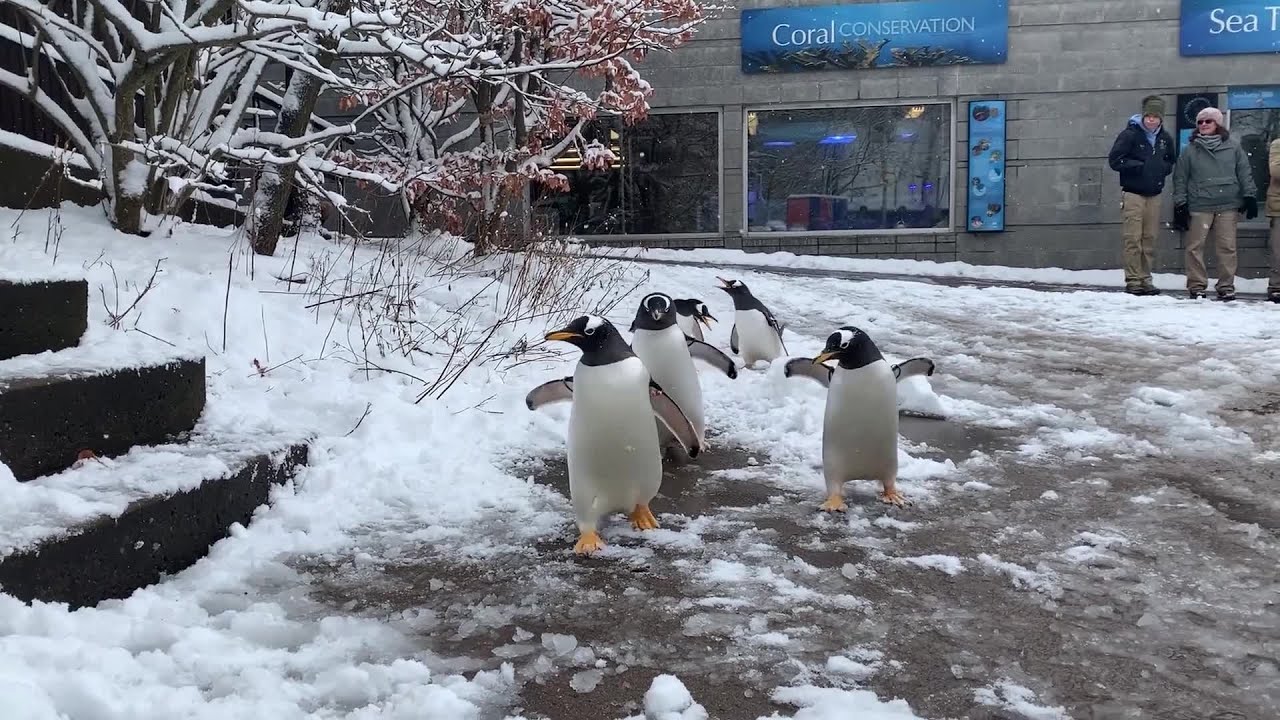 Pittsburgh Zoo Penguins Have Snow Day - YouTube