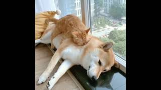 Even doggo knows you can't move once the cat gets comfortable #shorts