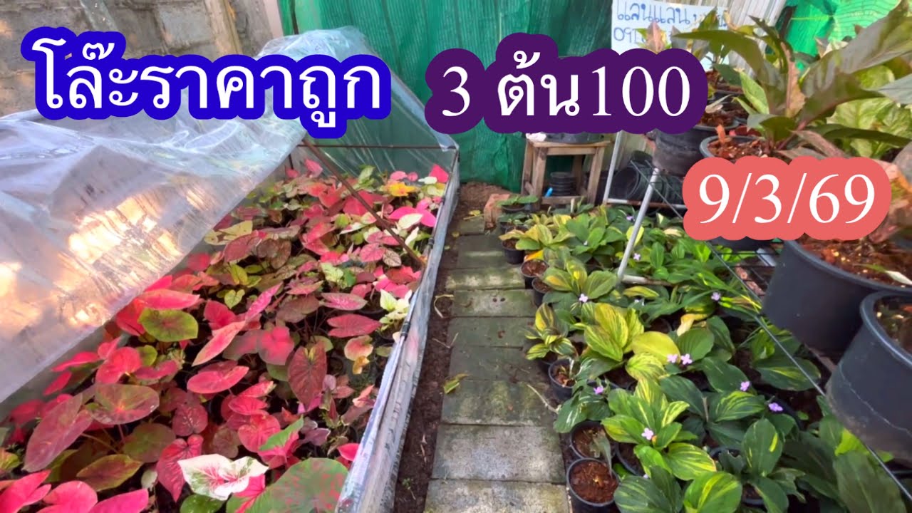 โล๊ะราคาถูก#บอนสี#ราคาถูก#9/3/69