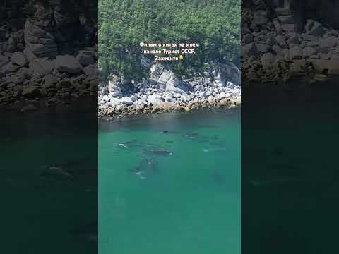 Киты 🐋 🐳 кишат у берега бухты Врангеля #бухтаврангеля #шантарскиеострова #шантары #кит #киты