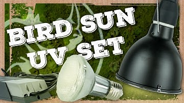 Back Zoo Nature Bird Sun NL