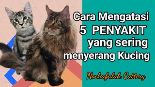 Cara Mengatasi 5 Penyakit yang sering menyerang kucing by Nova Nochafalah 72 views 8 months ago 10 minutes, 34 seconds