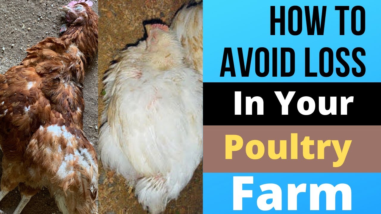 How to avoid diseases and losses in your poultry farm - YouTube