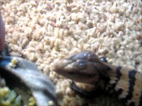lizard skin grips Hand Feeding Blue Tongue Skink