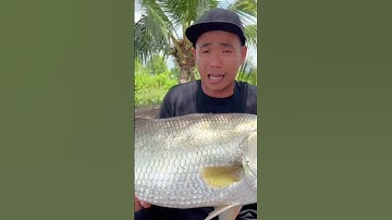 Đây là con cá chẽm to nhất tới hiện tại mà mình chinh phục được #chitoanfishing #cauca #shorts