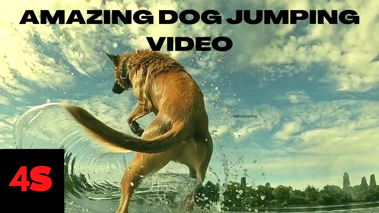 AMAZING DOG JUMPING VIDEO SHORTS YouTube