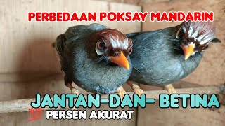 MEMBEDAKAN POKSAY MANDARIN JANTAN DAN BETINA 💯% AKURAT