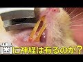 神経が有る歯をカットしても大丈夫なの?