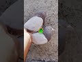 ANANTNAG PIGEONS #trending #video #reels #amazing #vlogs #highlights #new #world #new #youtubeshorts
