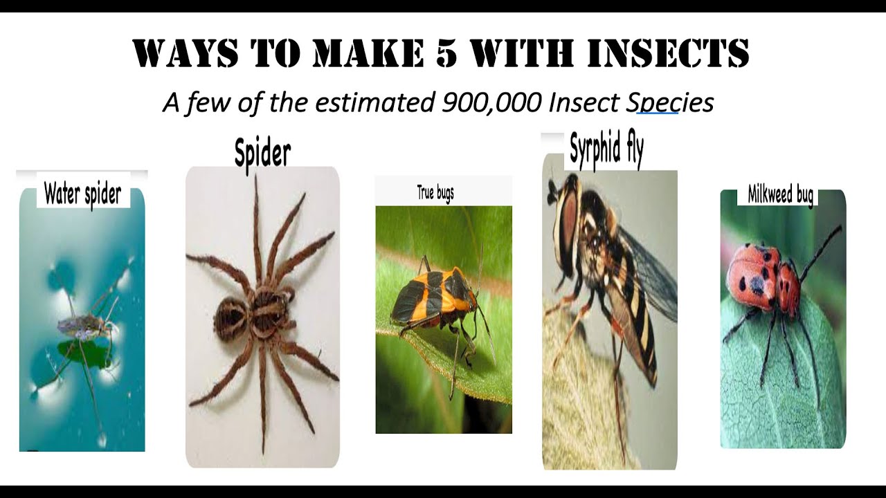fun-with-numbers-by-adding-ways-to-make-5-with-insects-1-youtube
