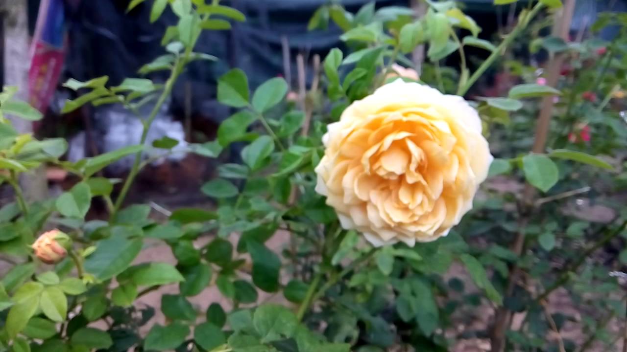 Hoa hồng leo Kim Long GOLDEN CELEBRATION ROSE[DAVID AUSTIN]