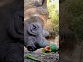 #JasonDeruloTV // Rhino 🤝 Watermelon #GotPermissionToPost From TT @oregonzoo #FromTheIslands