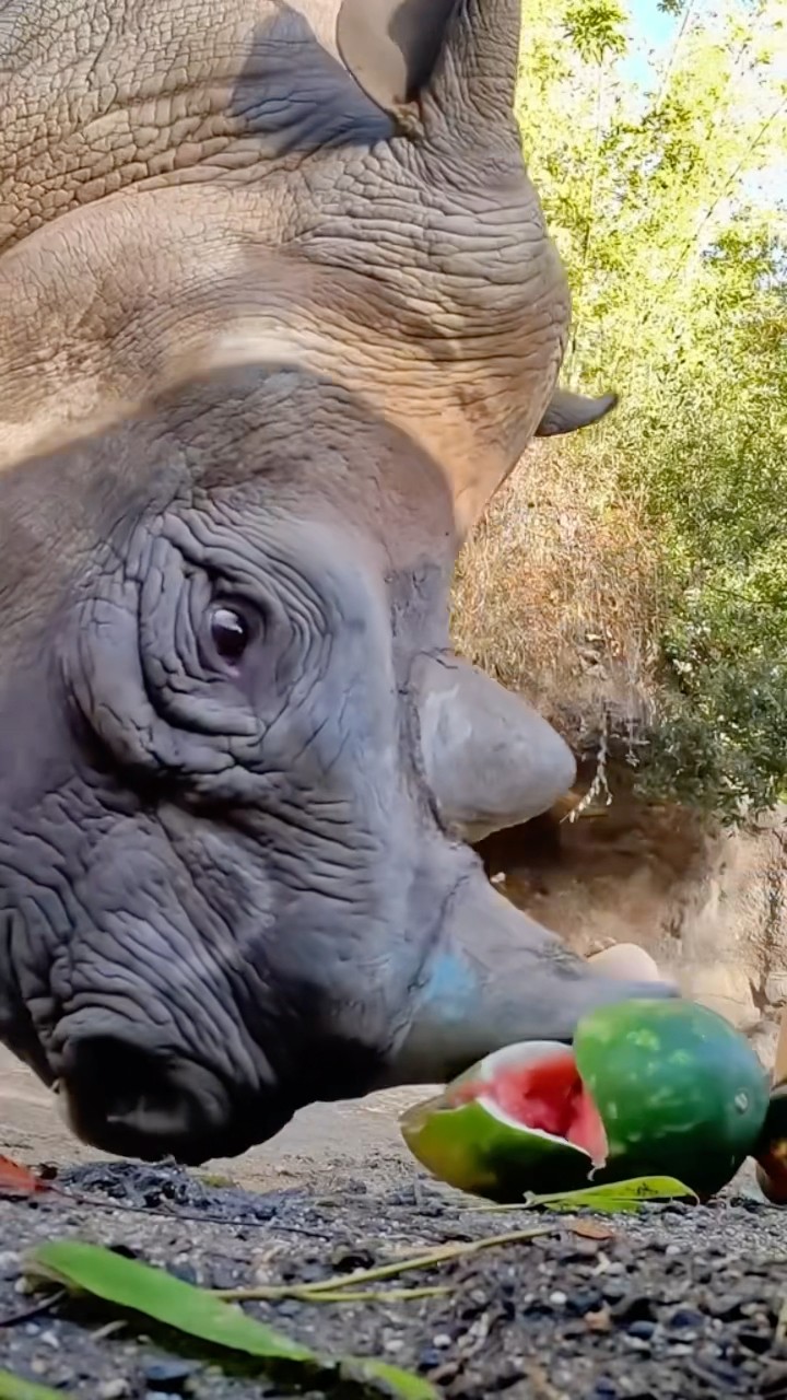 #JasonDeruloTV // Rhino ? Watermelon #GotPermissionToPost From TT @oregonzoo #FromTheIslands