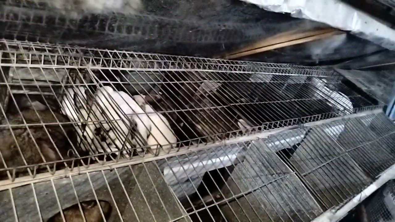 ثلاثه شروط خاص تكون عند المربي الارانب