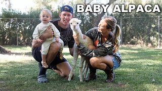 Download Lagu We Have a New Baby Alpaca on the Farm! MP3 Download Lagu We Have a New Baby Alpaca on the Farm! MP3