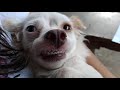 My Smiling Dog | Ollie