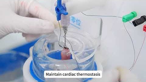Isolated Heart Perfusion-Techman Langendorff