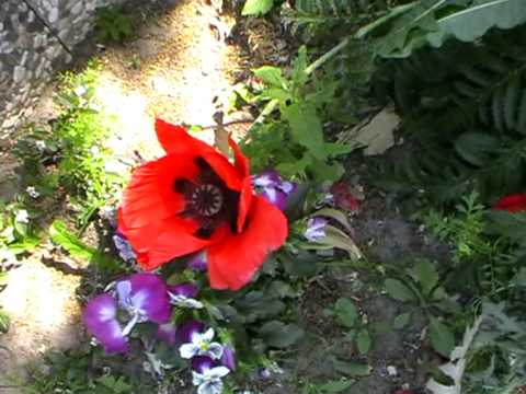 mohn2