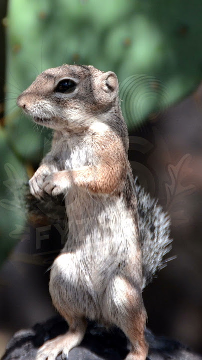 Harris’s Antelope #squirrel #squirrels #thesquirrels #squirrelfriend #squirrelsquad #animals