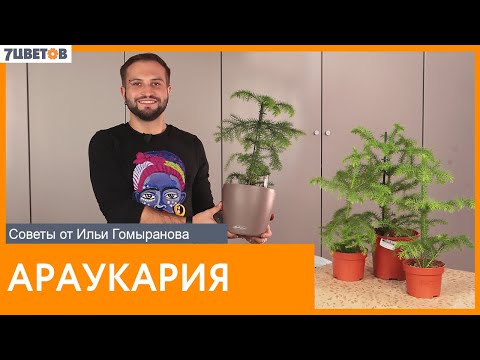 Араукария | Советы от Ильи Гомыранова