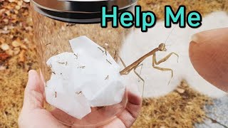 Rescuing Baby Mantis In Danger