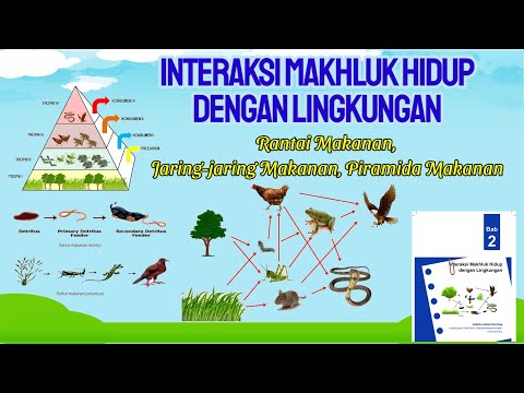 Interaksi Makhluk Hidup | Rantai Makanan |Jaring-jaring Makanan | Piramida Makanan | IPA Kelas 7