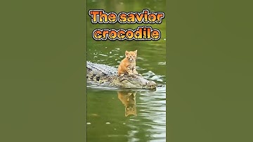 When a Predator Becomes a Hero — The Crocodile’s Rescue‼️ #animal  #wildlifeentertainment #wildlife