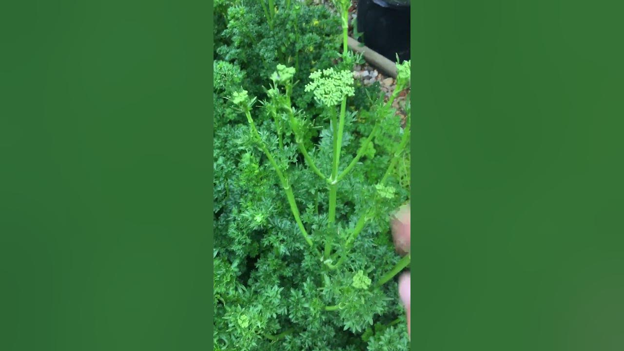 Bolting Parsley & Collecting Seeds 🌿 gardening YouTube