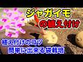 【じゃがいも】春じゃが!!そろそろ植え時です!!〜サラリーマンでも出来る家庭菜園シリーズ〜