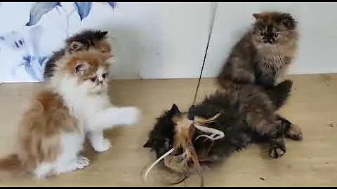 Watch the video about 🐾Beautiful fluffy Cutecats Persian kittens for sale | Available in Mumbai | Book whatsApp📞6392929085