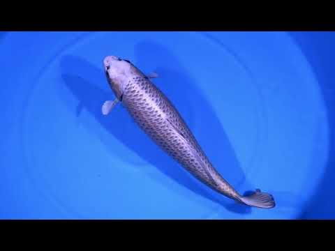 GK-3529 - Mukashi Ogon - Ogata