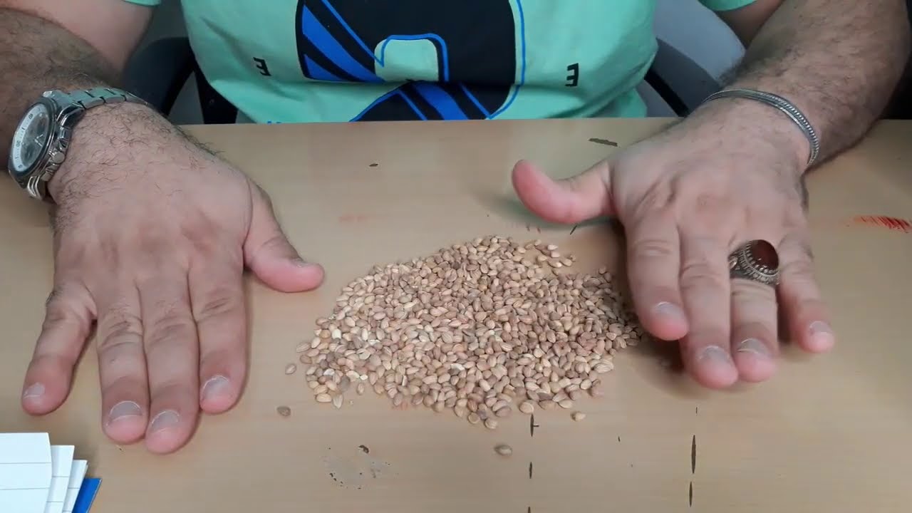 محلب / كرز البرى / عشبة إدريس شجرة عطرية طرق الاستنساخ Prunus mahaleb حلقة 398