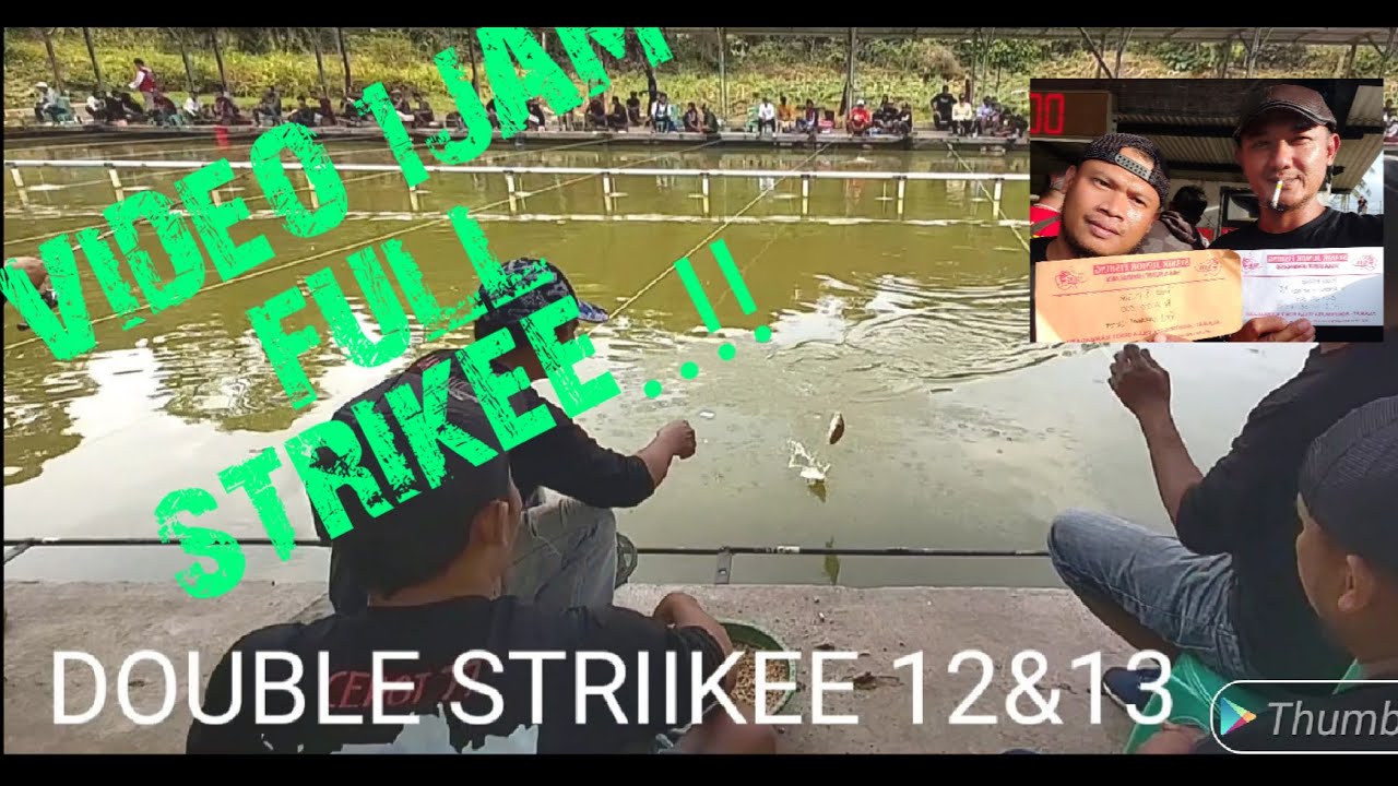 UMPAN PUTIH IKAN MAS DADAKAN... PESTA STRIIKEE...!!! LANGSUNG TES DI LOMBA BESAR..!!