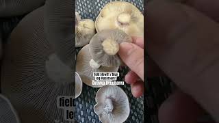 Collybia Personata Mushroom #fungi #fieldblewitt #blueleg #foraging #edibles
