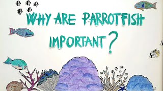 Marine Biology for Kids | Why Are Parrotfish Important?