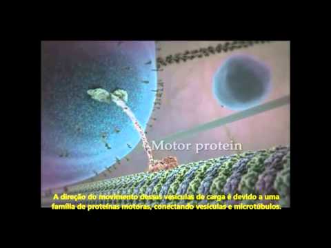 Vídeo: Como andam as proteínas motoras?