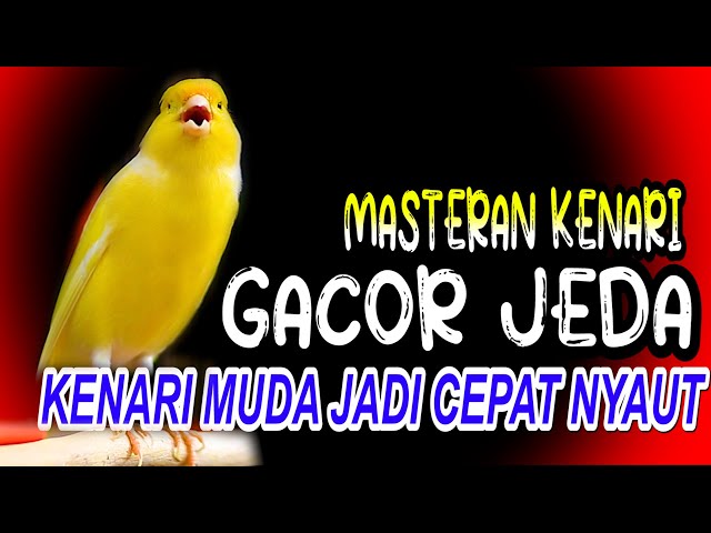 MASTERAN KENARI GACOR DENGAN JEDA COCOK BUAT KENARI MUDA AGAR CEPAT NYAUT class=