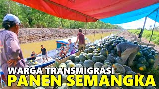 PANEN 11 TON SEMANGKA DI LAHAN SATU HEKTAR! CERITA DARI PEMUKIMAN TRANSMIGRASI SP6B TANJUNG BUKA