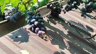 Огляд сортів і форм невкривного винограду. Частина 2