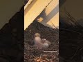 🥹UNA ESCENA ÚNICA DE LA NATURALEZA I Así nació el tercer polluelo de una pareja de halcones