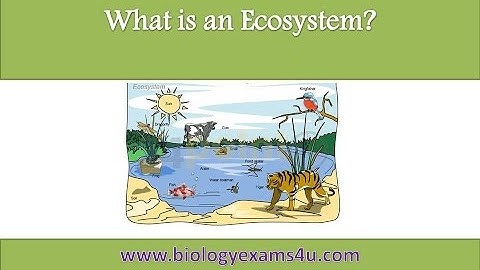 What is an Ecosystem? Biotic and Abiotic components of ecosystem with examples