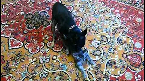 Video 9121581: lovely russian, cats dogs funny animals