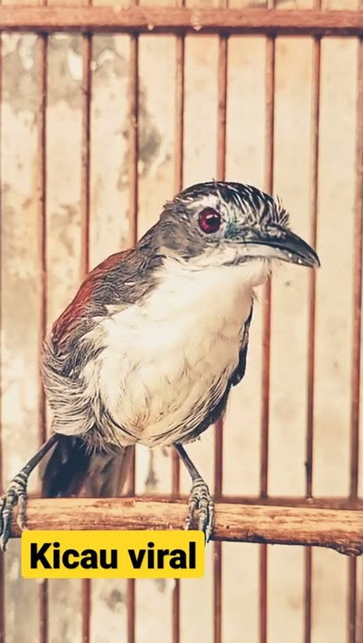 Suara Burung SNIPER Memanggil Lawan