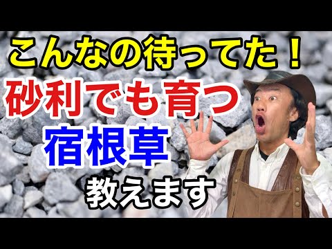 7つの耐旱一年生花卉で庭を変える方法