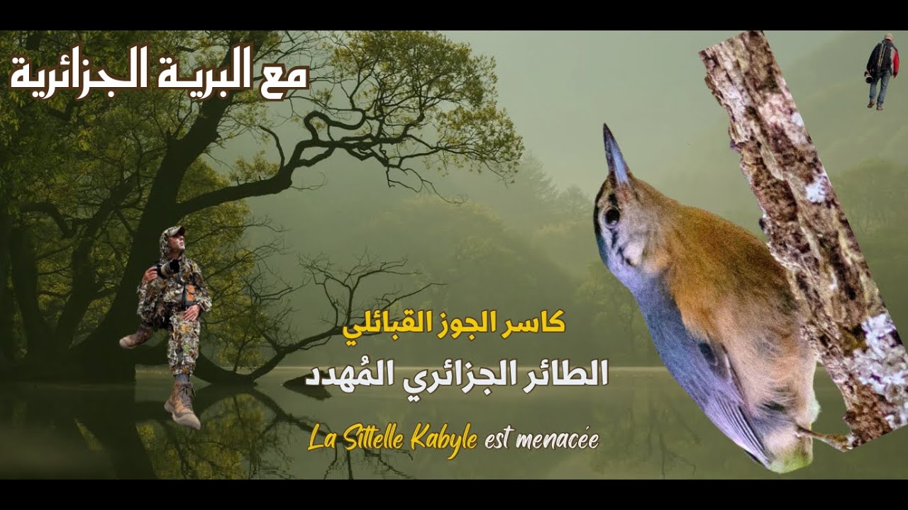 كاسر الجوز القبائلي  في خطر La Sittelle est ménacée