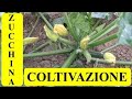 LA COLTIVAZIONE DELLA ZUCCHINA. Orticoltura sostenibile (44)